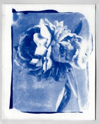 Cyanotype Postcard: Peony