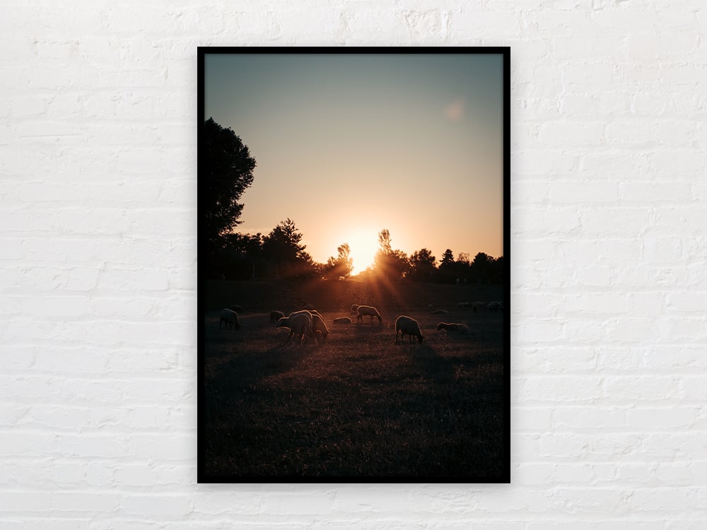 Image of Sunset Rhine Sheeps