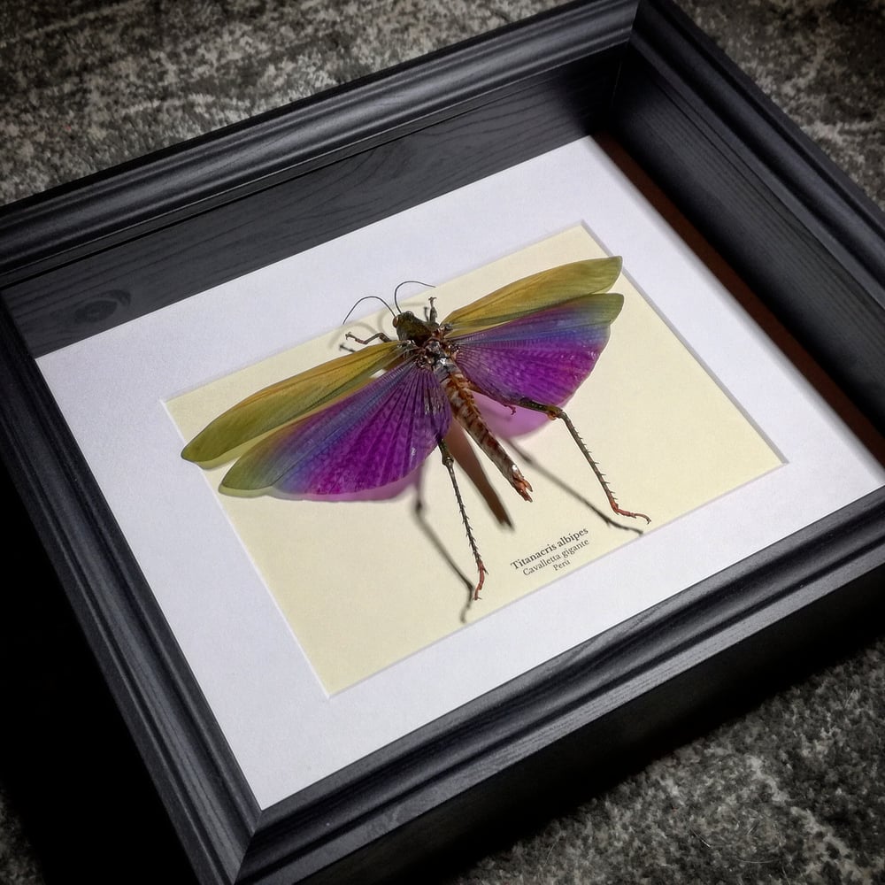 Image of Titanacris albipes *New frame