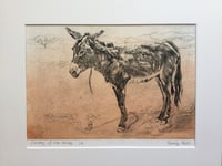 Image 1 of Donkey of the Atlas Mountains, Morocco