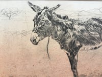 Image 2 of Donkey of the Atlas Mountains, Morocco