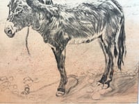 Image 3 of Donkey of the Atlas Mountains, Morocco