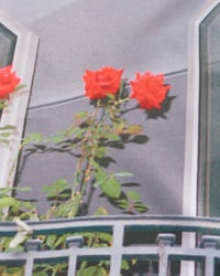 Image 5 of Paris Rose silk scarf