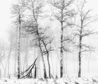 Fallen Tree