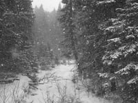 Winter, Bower Woods