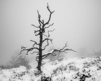 Tree and Snow in Fog