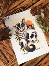 Print "Sugar Glider"