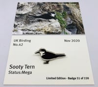 Image 1 of Sooty Tern- November 2020