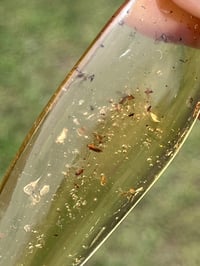 Image 4 of Copal Amber With Preserved Insects #2629