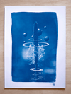 Cyanotype - Le plantin
