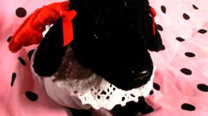 pentagram pup