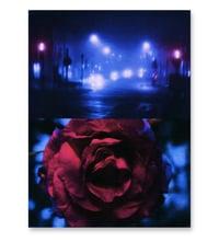 Image 1 of PICK ROSES AT NIGHT III