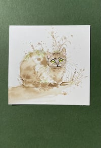 Image 2 of Latte - Kitty Cat Study