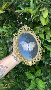 Image 2 of Mother of pearl butterfly (black)