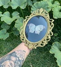 Image 1 of Mother of pearl butterfly (black)