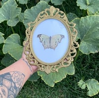 Mother of pearl butterfly (white)