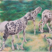 Zoofari