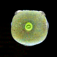 Image 2 of XXL. Toothy Grinning Cheshire Cat - Flamework Glass Sculpture Bead