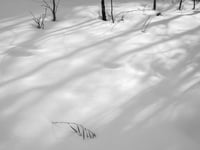 Snow and Delicate Shadows