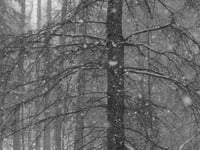 Bower Woods, Snow