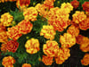 Marigold Blossom ~ Wax Melts ~ Made To Order