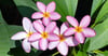 Plumeria ~ Wax Melts ~ Made To Order 