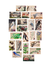 Midwest Flora and Fauna on Vintage  Envelopes: 12 x 16 inch Archival Print 