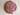 Conchita Coin Purse