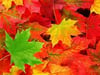 Autumn Leaves ~ Wax Melts ~ Made To Order