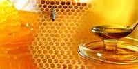 !!! Wild Mountain Honey ~ Wax Melts ~ Made To Order ~ CLOSEOUT SCENT