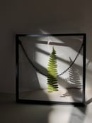 Image 1 of Floating Fern