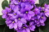 Violet  ~ Wax Melts ~ Made To Order 