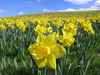 Daffodil Fields ~ Wax Melts ~ Made To Order