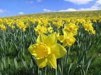 * Daffodil Fields ~ Wax Melts ~ Made To Order ~ CLOSEOUT SCENT