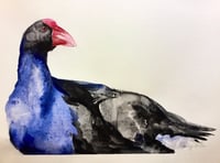 Image 1 of Purple Swamp hen portrait 