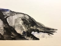 Image 3 of Purple Swamp hen portrait 