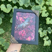 Image 1 of Glass winged butterfly 