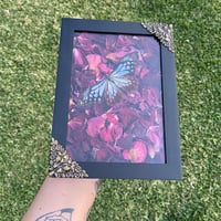 Image 2 of Glass winged butterfly 