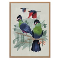 Turaco