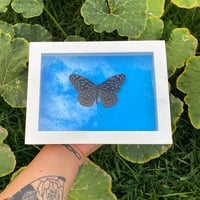 Blue Tiger butterfly