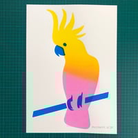 Image 1 of Cockatoo parrot