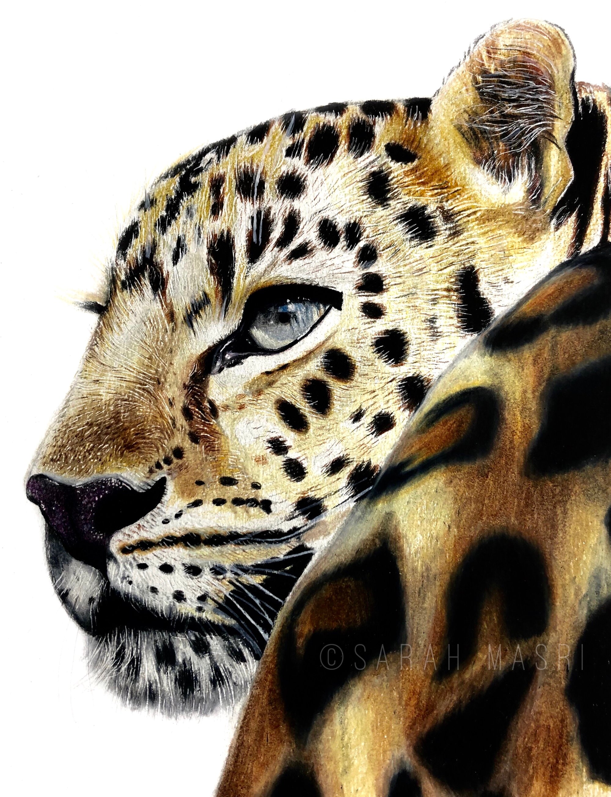 Amur Leopard' (Print) | Sarah Masri Amur Leopard' (Print) | Sarah Masri
