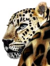 'Amur Leopard' (Print)