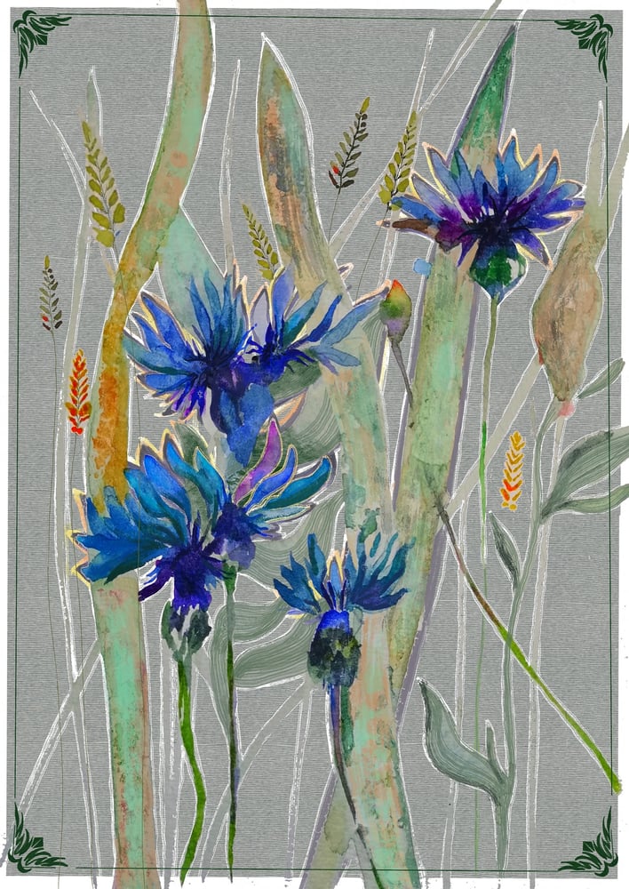 Image of Corn flowers A3