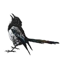 Image 1 of Magpie #5