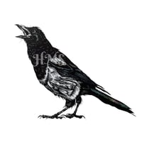 Image 1 of Magpie #4