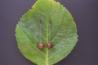 Andricus kollari