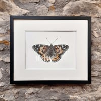 Image 4 of Painted Lady Butterfly