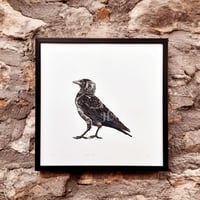 Image 2 of Jackdaw #1