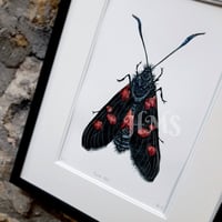 Image 2 of Burnet Moth